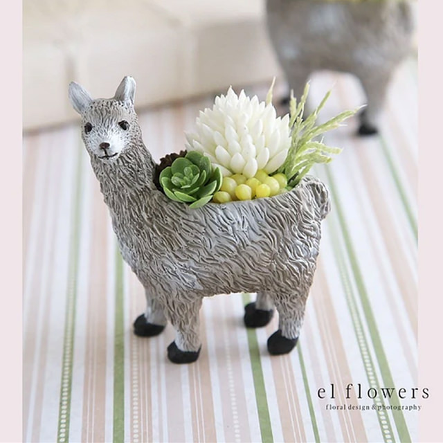 アルパカの多肉植物